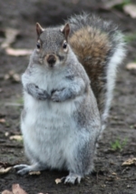 Squirrel in Greenwich Park
